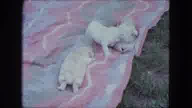Saint Paul Minnesota (1963): Five Tiny Newborn Puppies And Their Mother On A Beach