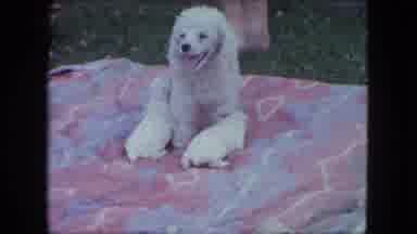Saint Paul Minnesota (1963): The Dog Give Birth To Her Puppy's And The Puppy's Are