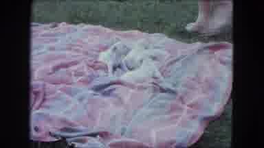 Saint Paul Minnesota (1963): Five Helpless Dog Puppies On A Red Blanket On Grass