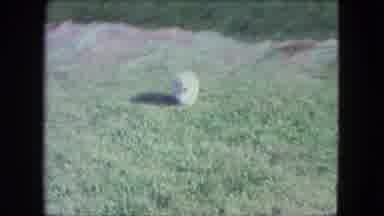 Saint Paul Minnesota (1963): Three White Puppies Outside On A Blanket And Running