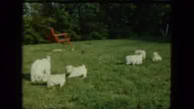 Saint Paul Minnesota (1963): The Dogs Are Playing In The Garden Very Happily With