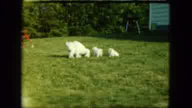 Saint Paul Minnesota (1963): They All Dog Together At The Outside The House