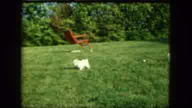 Saint Paul Minnesota (1963): Puppy Play With Each Other And Mom
