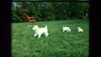 Saint Paul Minnesota (1963): Dog Runs Across Yard To A Boy Who Has A Puppy On His