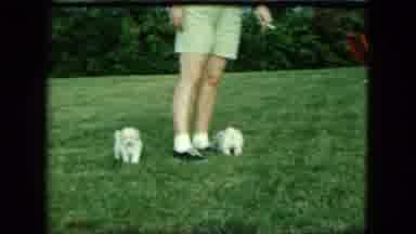 Saint Paul Minnesota (1963): Two Puppies Playing On The Green Lawn On A Sunny Day