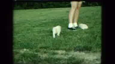 Saint Paul Minnesota-1963: Two Dogs Playing in Backyard with Owner