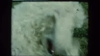 Saint Paul Minnesota (1963): Dog Looks Back And Forth At Things Behind The Camera