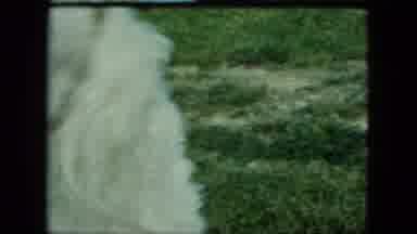 Saint Paul Minnesota (1963): White Dog Barking With Puppies And Human