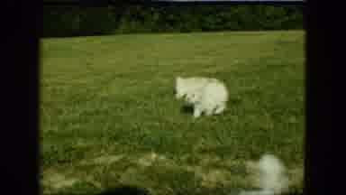 Saint Paul Minnesota (1963): One Lady Standing In The Grass Area And The Dogs Are