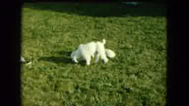 Saint Paul Minnesota (1963): Three Dogs Were Playing Together But Then The Biggest