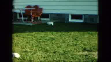 Saint Paul Minnesota (1963): Small White Puppies Roam And Play With Toys On Grass