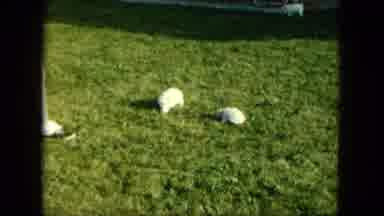 Saint Paul Minnesota (1963): The Gino Pigs Are Playing In The Grass During The