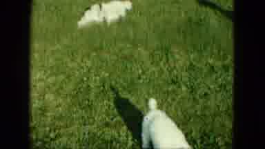 Saint Paul Minnesota (1963): The Little Dogs Are Playing In The Garden Very