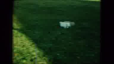 Saint Paul Minnesota (1963): The Cute Puppies Are Roaming And Sitting On The Grass