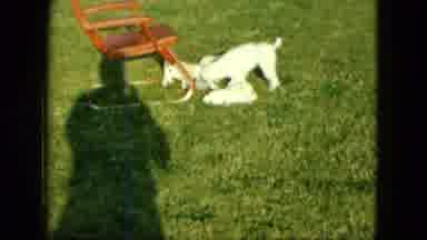 Saint Paul Minnesota (1963): Mother Dog Bitch Playing In The Garden Of A Cute Home