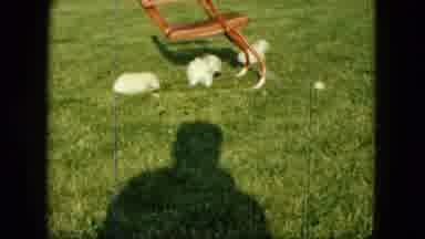 Saint Paul Minnesota (1963): The Puppy Dogs Are Playing In The Garden They Are