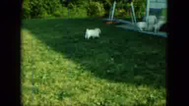 Saint Paul Minnesota (1963): The Puppy Is Playing In The Garden They Enjoy