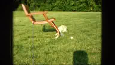 Saint Paul Minnesota (1963): Several Puppies Explore The Yard And Grass On A