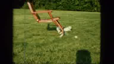 Saint Paul Minnesota (1963): Dogs Are Playing In The Meadow On The Side Of The