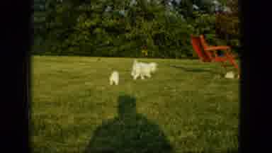 Saint Paul Minnesota (1963): Pair Of White Puppies Run To Red Chair On A Bright