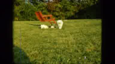 Saint Paul Minnesota (1963): Three Small White Dogs Exploring A Grassy Field And