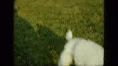 Saint Paul Minnesota (1963): The Puppy Is Around The Garden Enjoy Themselves