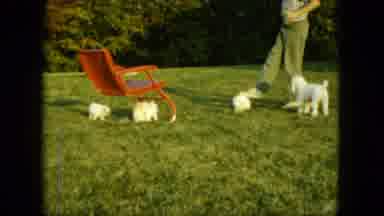 Saint Paul Minnesota (1963): Man Kicks Over White Dog In Backyard In Front Of