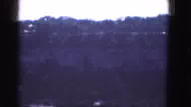 Albany New York (1964): Forest With Many Trees To Enjoy A Splendid Nature