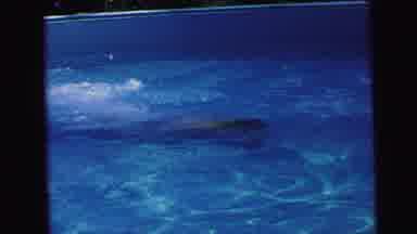 Camden New Jersey (1964): Young Boy Smoothly Swimming Underwater In A Pool In Slow