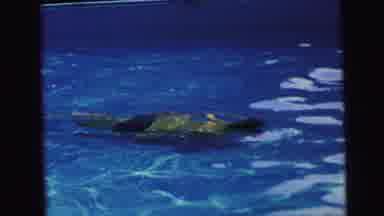 Camden New Jersey (1964): Footage Of A Man In Blue Swimming Trunks Swimming Slowly