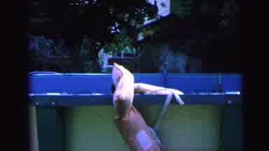 Camden New Jersey (1964): Clip Of An Outdoor Backyard Swimming Pool With Heads