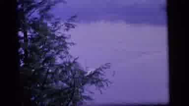 Camden New Jersey (1964): Lake View From Behind Some Trees Purple Is The Dominant