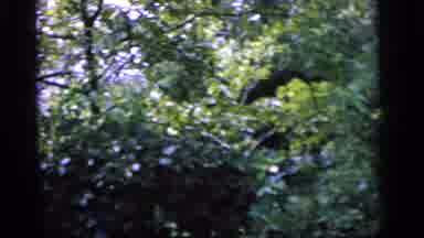 Camden New Jersey (1964): Bushes And Trees Await An Eager Group Of Camp Kids