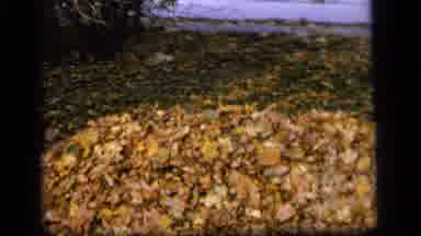 Camden New Jersey US (1964): Four Children Play Outside Over A Mound Of Autumn