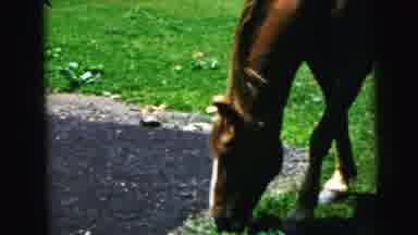 Camden New Jersey USA (1964): A Brown Horse Eating Grass While Being Pet By Two