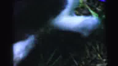 Camden New Jersey USA (1964): A Black And White Cat Playing Outdoors Chasing
