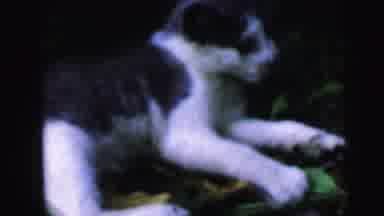 Camden New Jersey USA-1964: Playing With A Black And White Kitten Then A Man And Woman