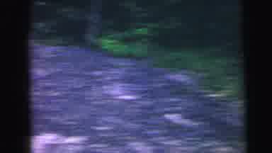 Camden New Jersey USA (1964): There Is A Lot Of Trees And Flower Beautiful Sun