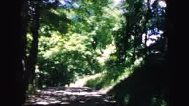 Camden New Jersey USA (1964): Scenic Footage Of A Country Drive Through Dense