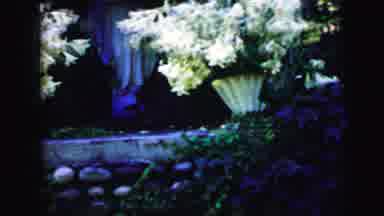 Camden New Jersey USA (1964): In The Home Garden Are Fully Maintained The Flowers