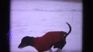 Evanston Illinois (1964): Wiener Dog In A Sweater Runs Through The Snow And Into A