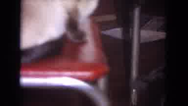 Evanston Illinois (1964): The Dog Was Startled By The Cat In The Chair