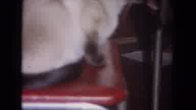 Evanston Illinois (1964): You See A Siamese Cat Sitting Curled Up On A Chair With