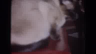 Evanston Illinois (1964): Lady Talking To Cat
