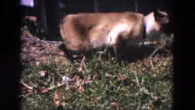 Evanston Illinois (1964): There Is A Dog And A Fiction Near The House