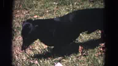 Evanston Illinois (1964): The Dog And The Cats Are There In The Garden These Are