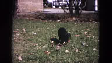 Evanston Illinois (1964): Dog Park Playing Wood Stick Mouth Moving Tale