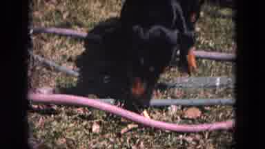 Evanston Illinois (1964): Siamese Cat Watches Black Dog Pick Up Small White Object