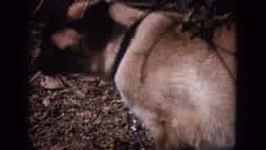 Evanston Illinois (1964): Cat Wearing A Leash Tied To A Chain In The Woods