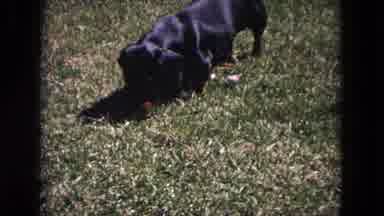 Evanston Illinois (1964): Dog In Nature